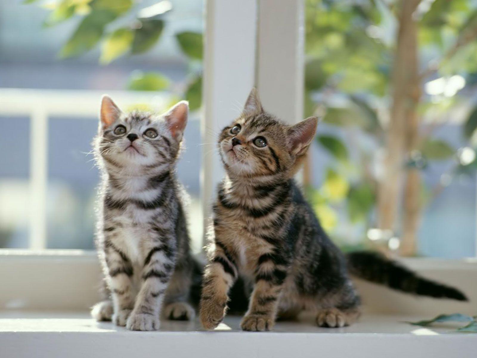 1600x1200 Windows 7 Wallpaper Cats
