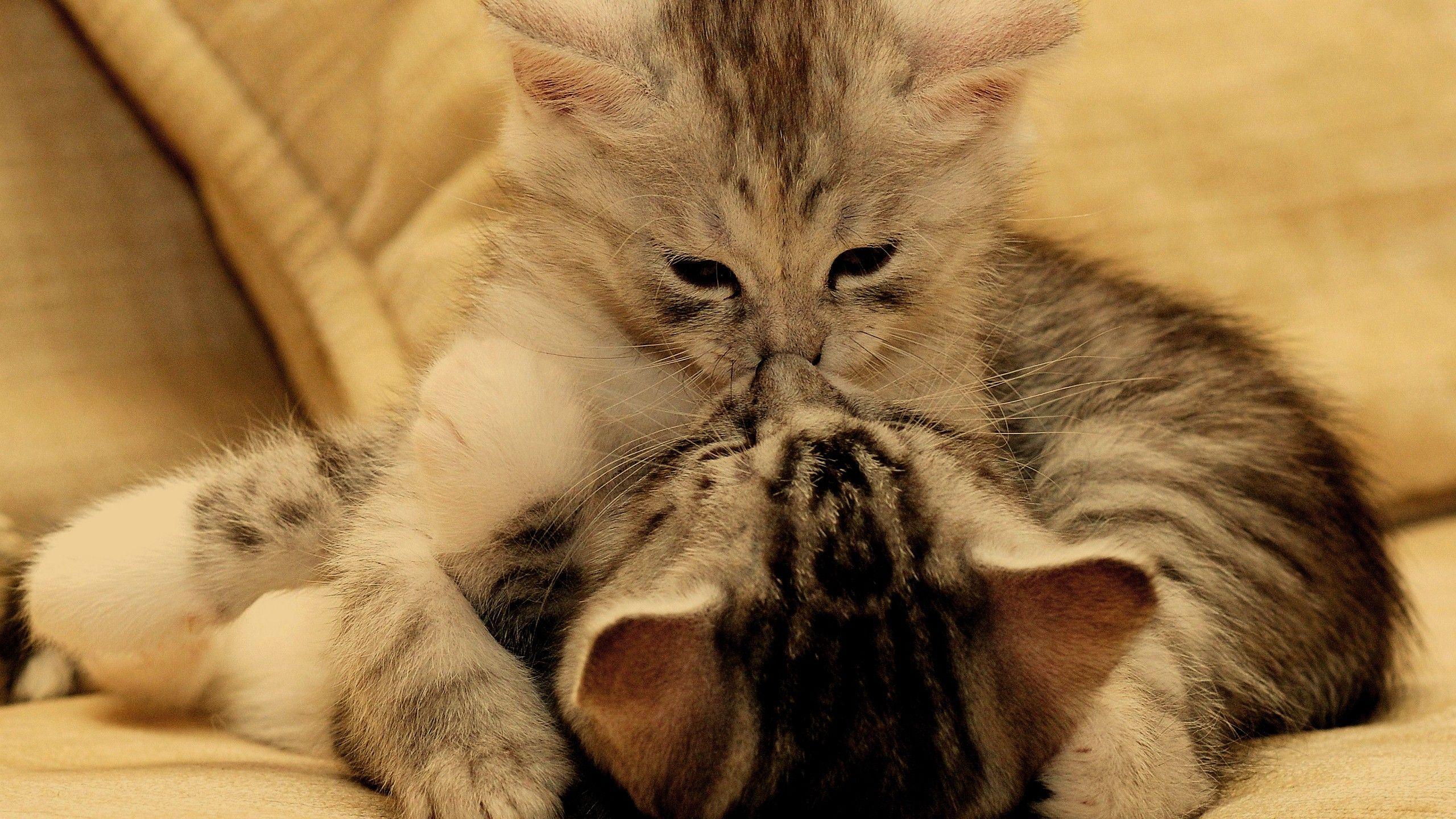 2560x1440 Two Cat Kissing Together