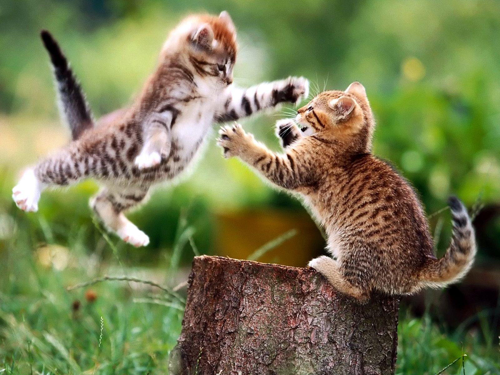 1600x1200 two Cats Pics Wallpaper HD / Desktop and Mobile Background