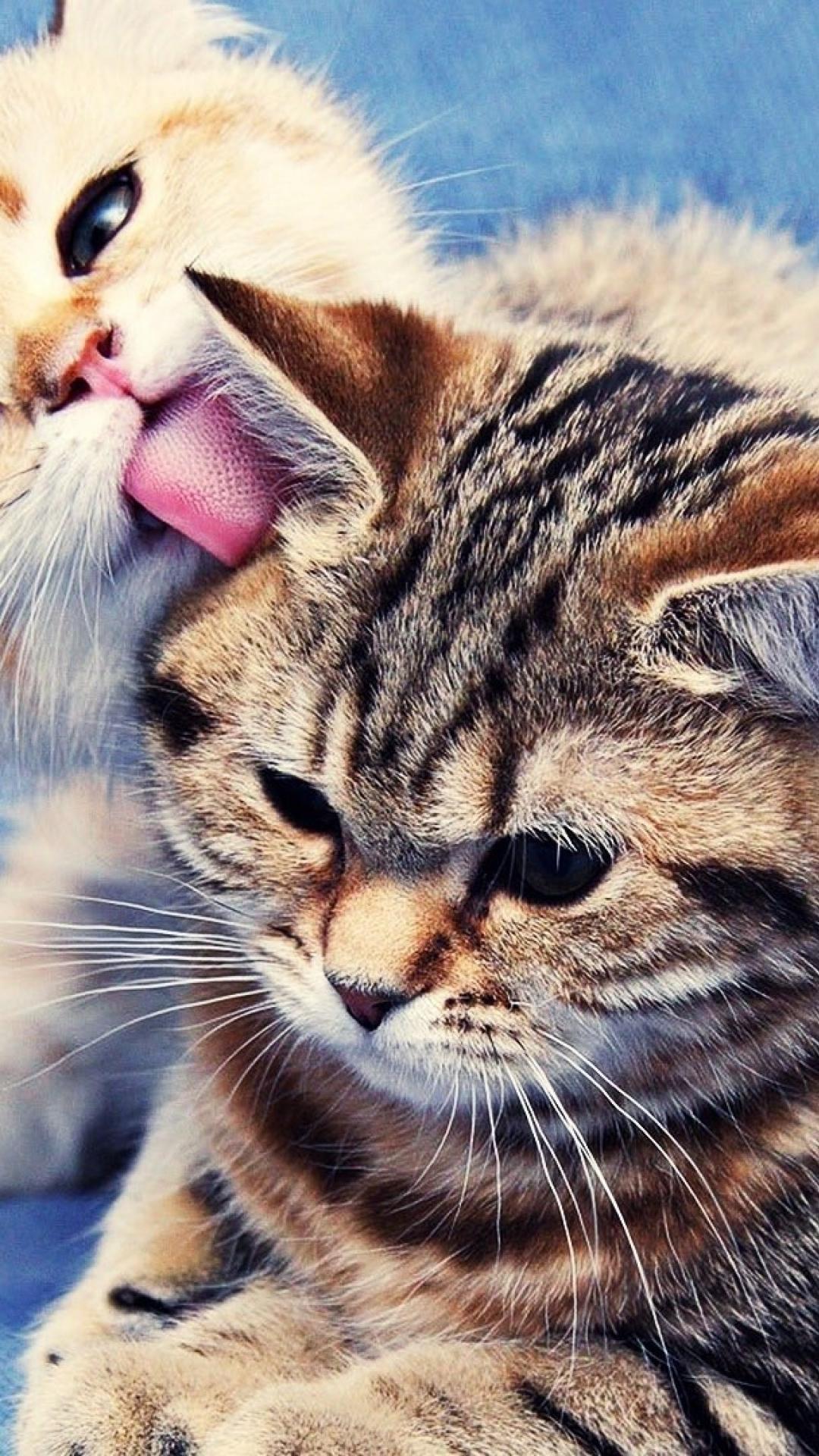 Two Cats Wallpapers - Top Free Two Cats Backgrounds - WallpaperAccess