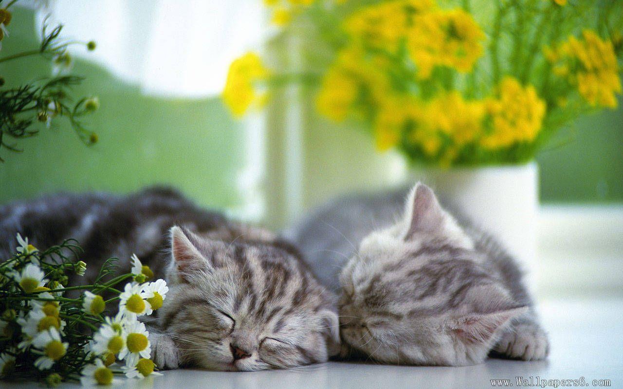 1280x800 Windows 7 Wallpaper Cats