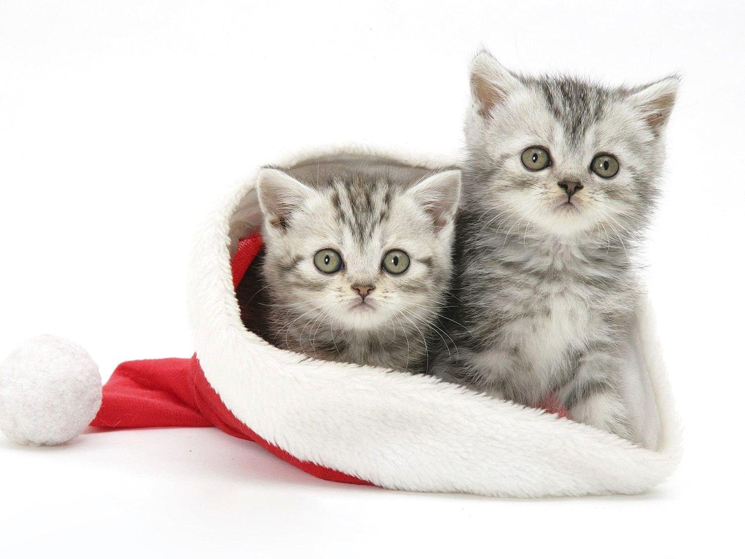 1504x1128 Two, Cats, In, Santa, Hat, HD Cat Wallpaper, Kittens