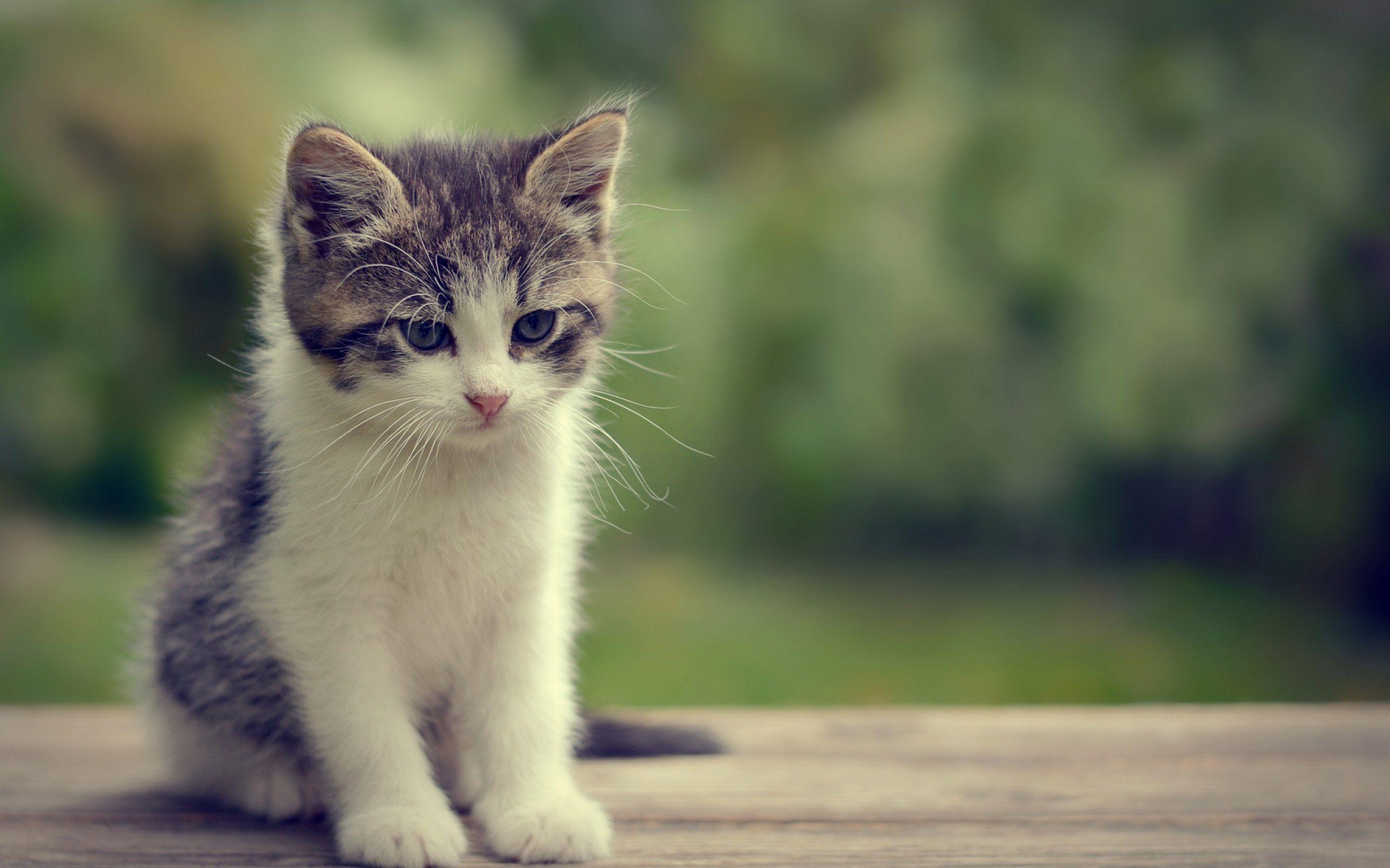 2880x1800 Baby Cats Wallpaper