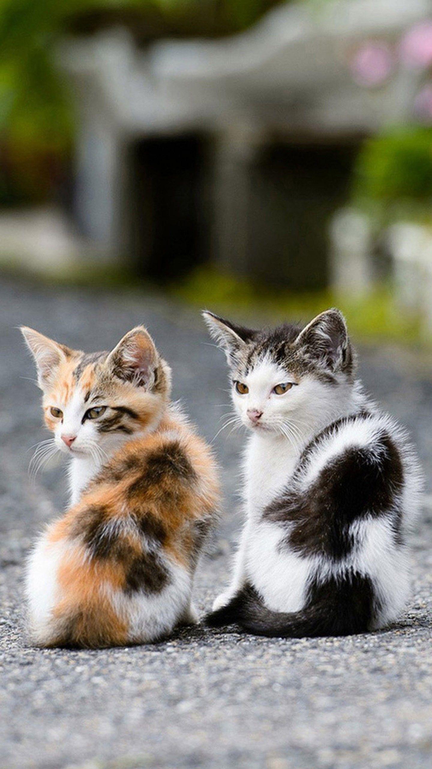 1440x2560 Cute Cats HD Wallpaper for LG G3 / G4