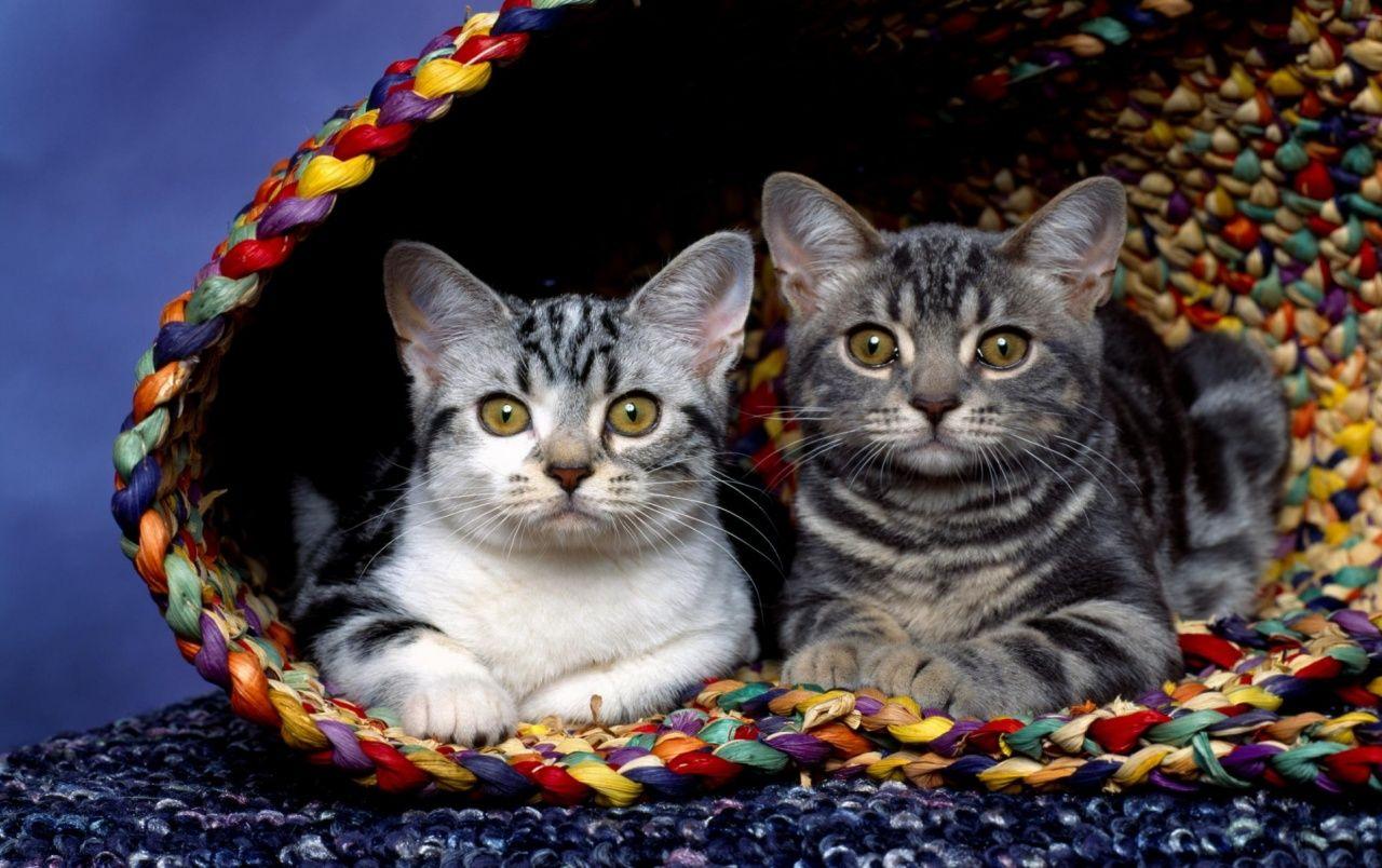 1280x804 Cats in basket wallpaper. Cats in basket