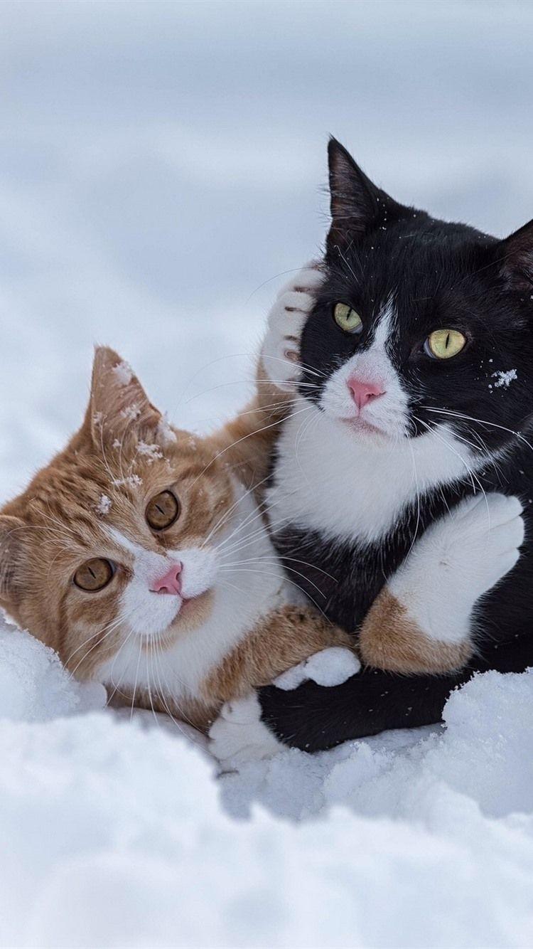 750x1334 Wallpaper Two cats play game in snow 1920x1440 HD Picture, Image