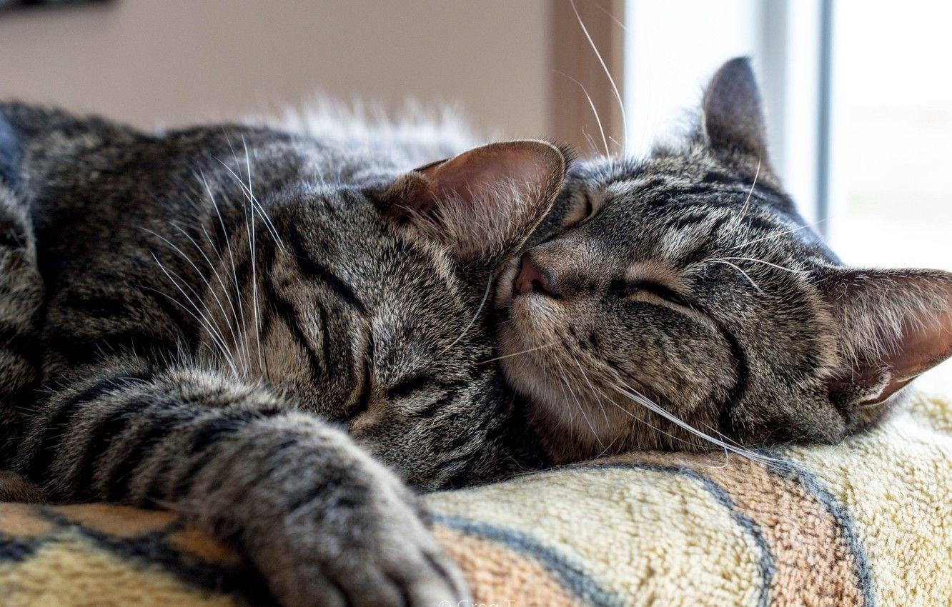1332x850 Wallpaper cat, cat, love, cats, pose, comfort, heat, stay, cats