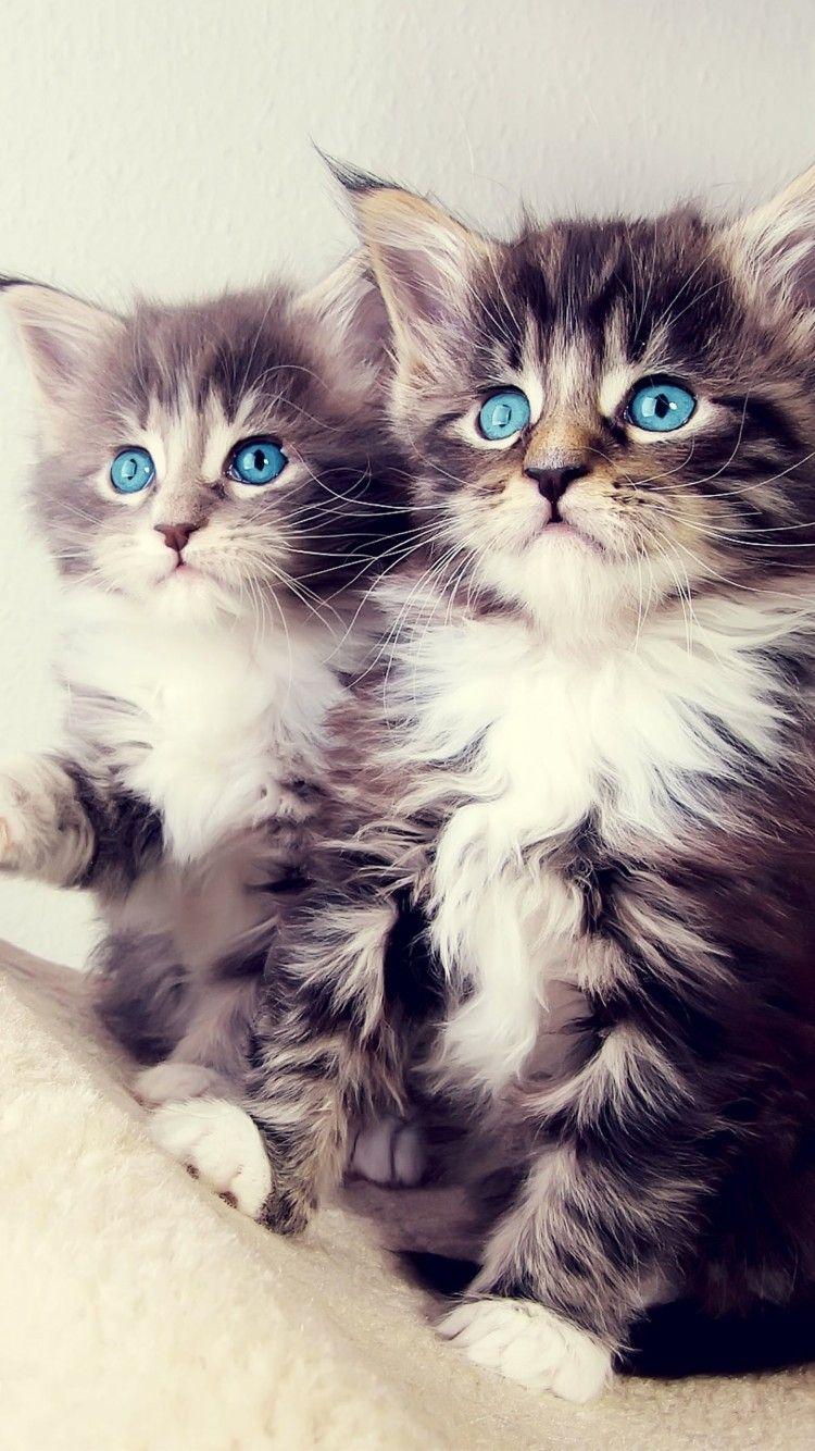 750x1334 Cute Cats HD Wallpaper for iPhone 6s