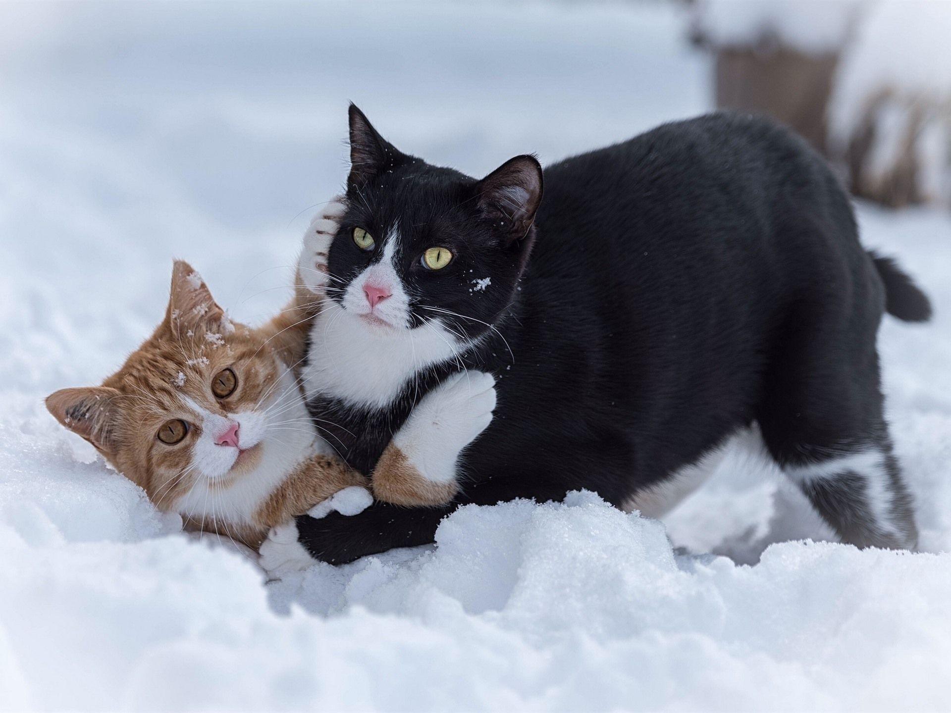1920x1440 Wallpaper Two cats play game in snow 1920x1440 HD Picture, Image