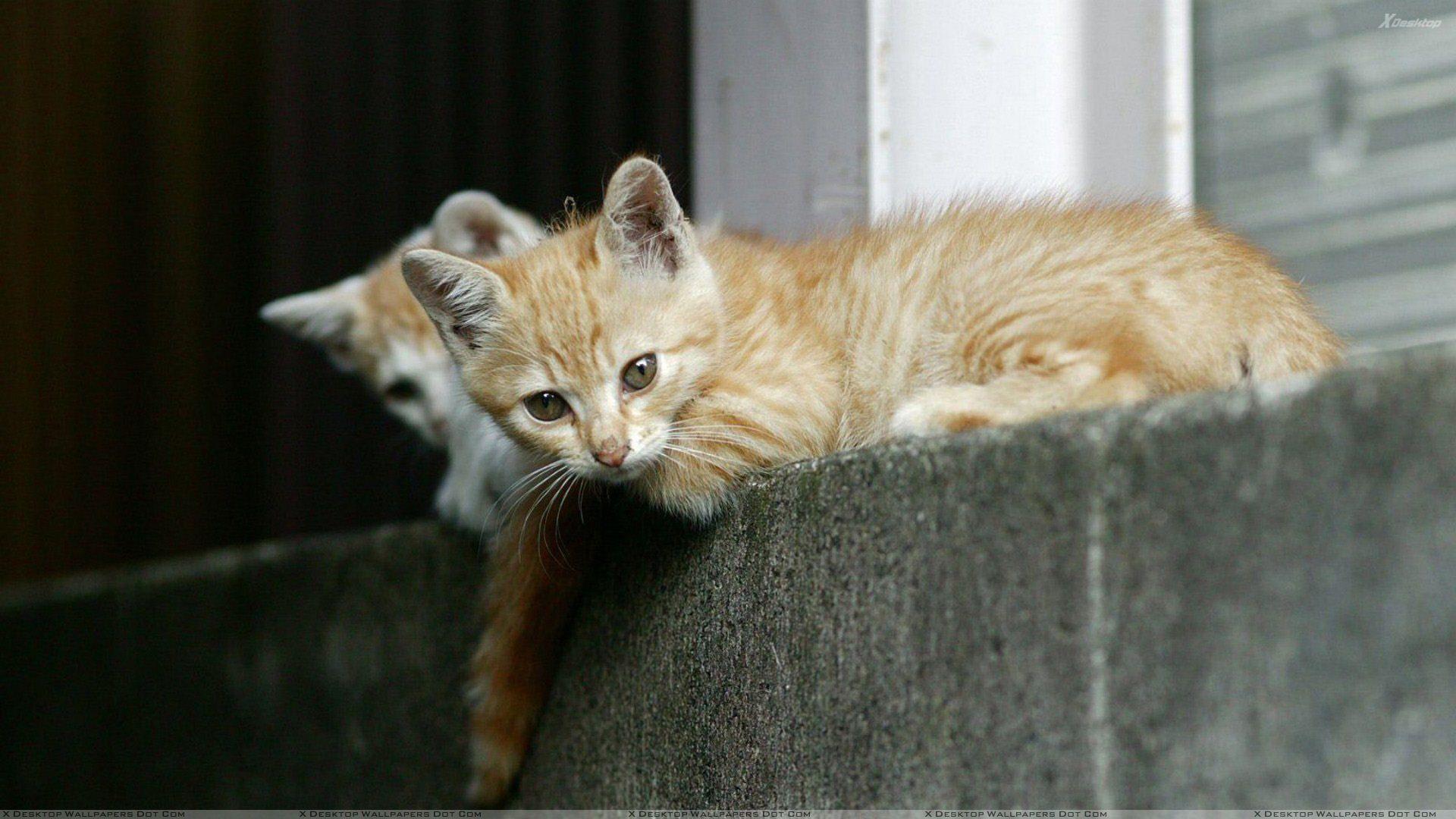 1920x1080 Two Cats Are Sitting On A Wall Wallpaper