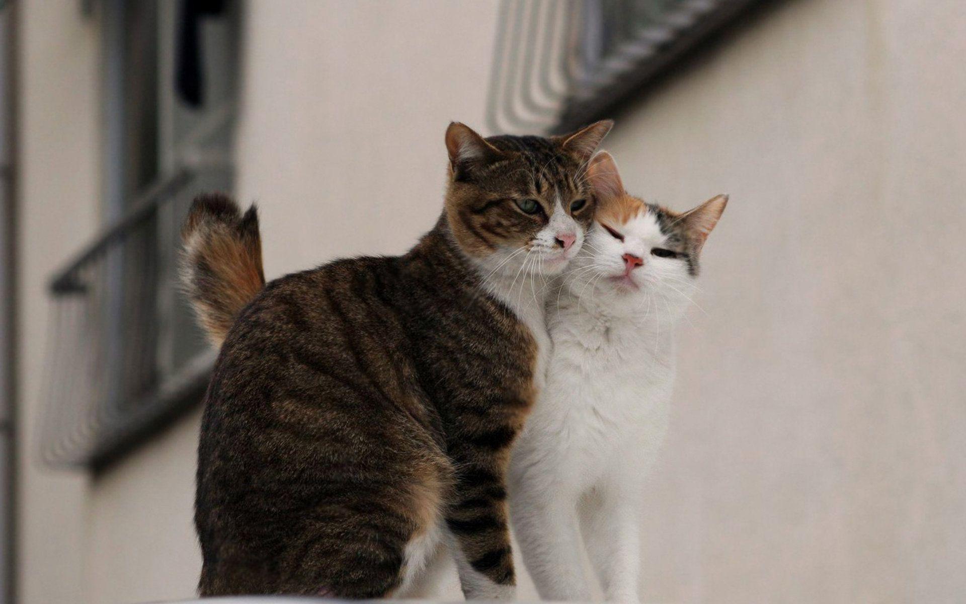 1920x1200 Cat HD Wallpaper