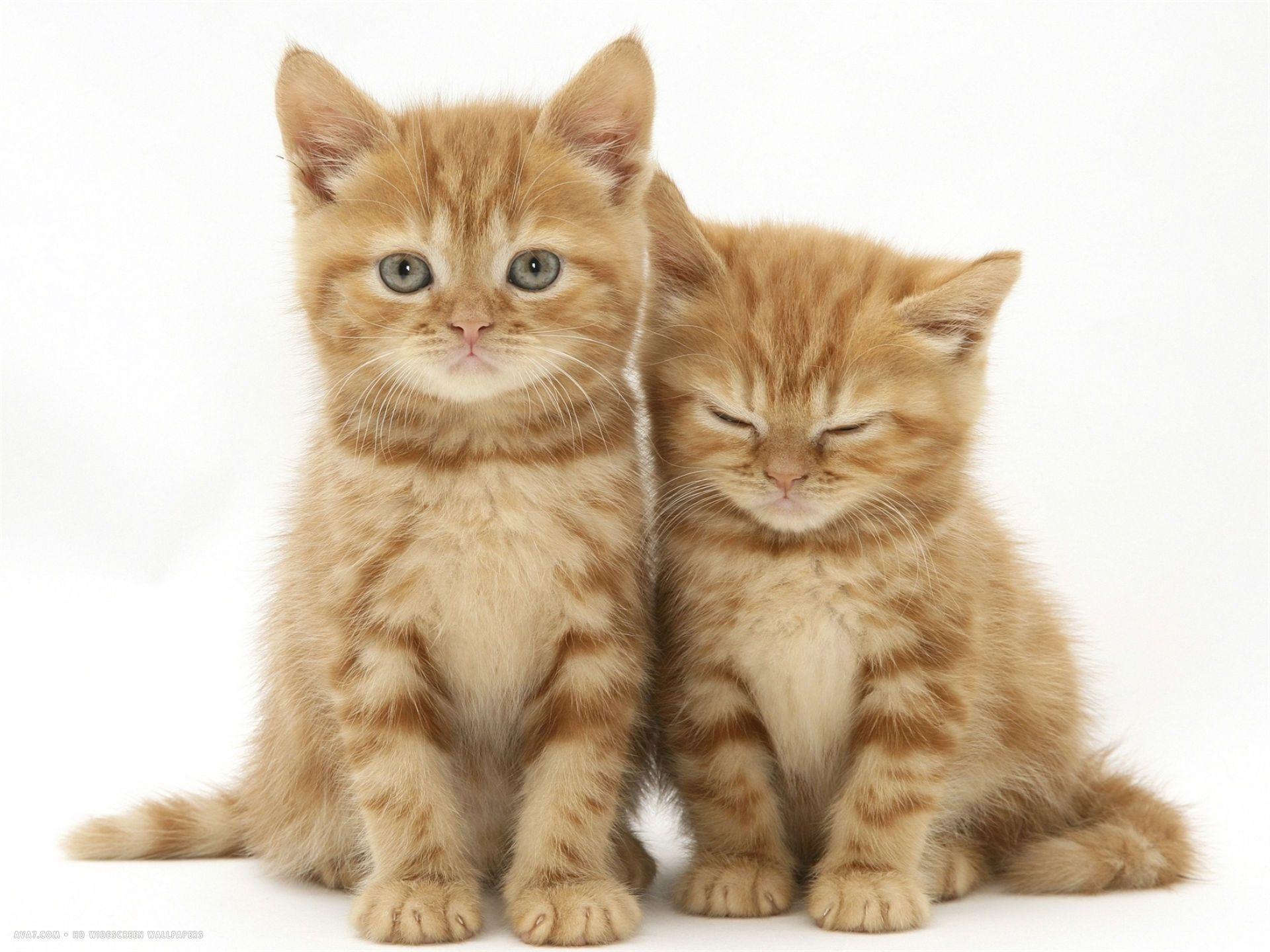 1920x1440 two ginger domestic kittens felis catus. domestic cat HD