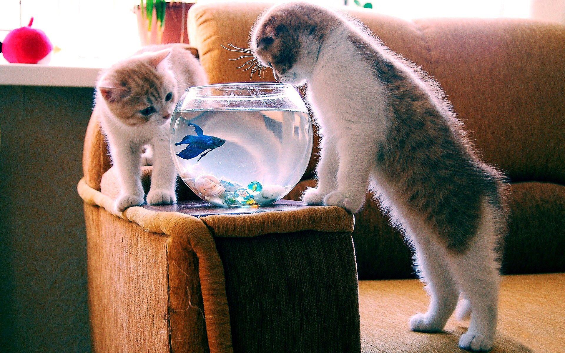 1920x1200 Two Cats Watching Fish