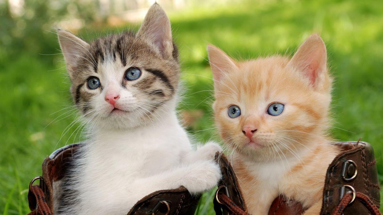 1245x700 Cats Kittens Two Glance Animals wallpaper wallpaperx2250