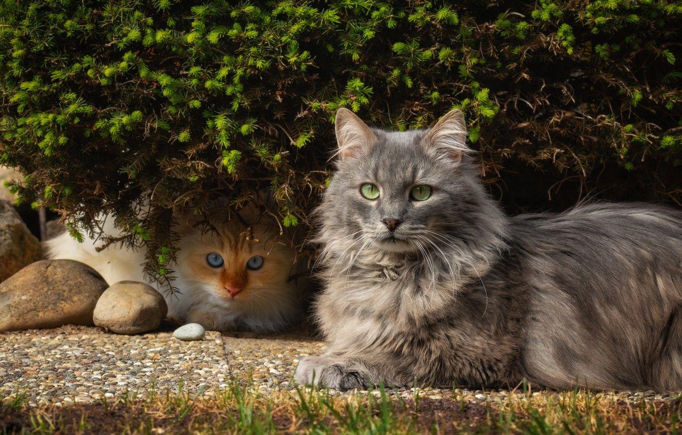1332x850 Wallpaper cat, cat, look, leaves, cats, stones, kitty, grey, cats