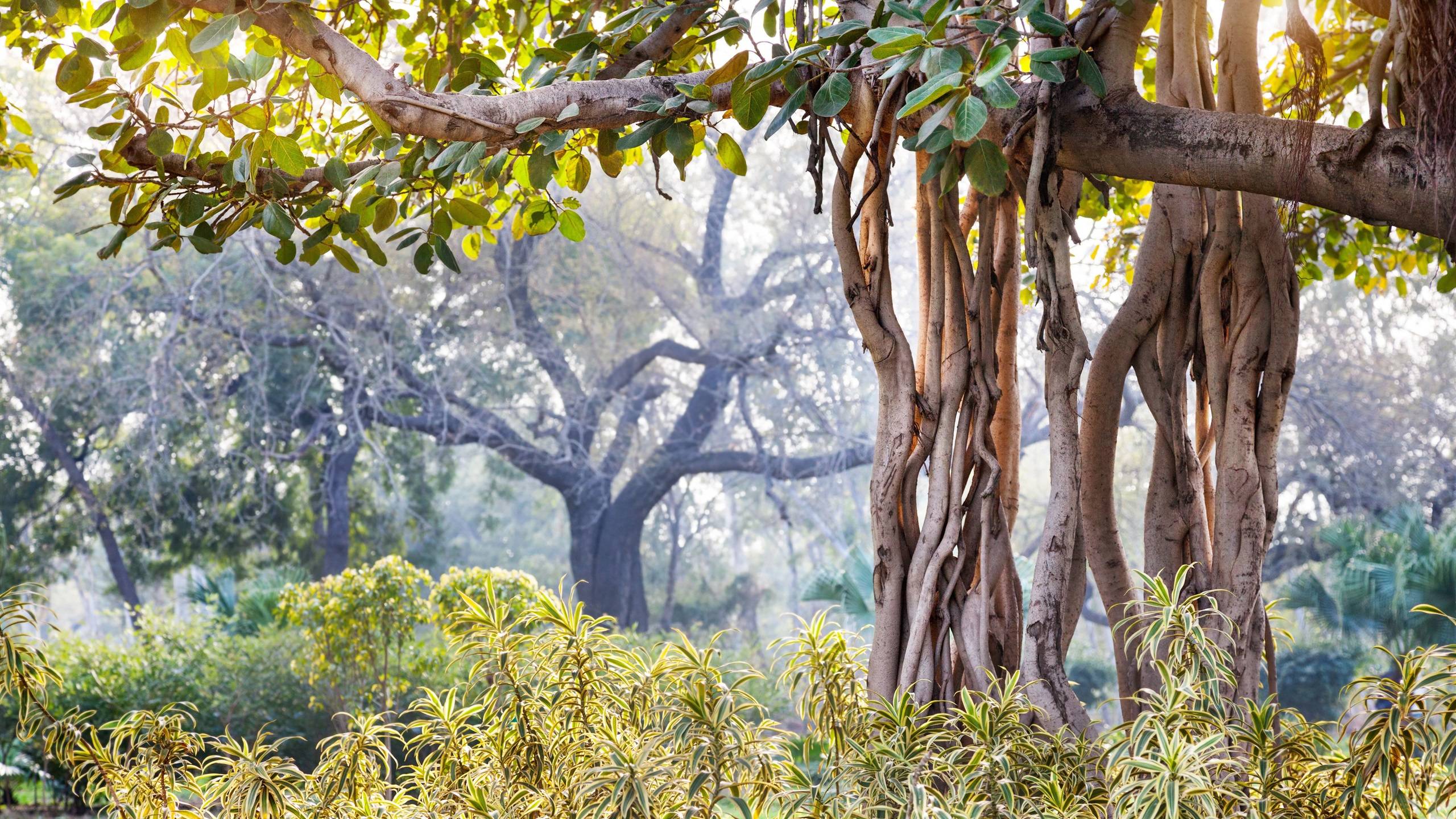 2560x1440 Wallpaper New Delhi, India, forest, trees, leaves 3840x2160 UHD 4K