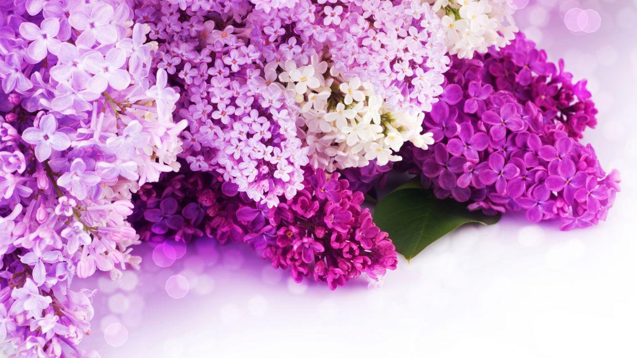 1244x700 Nature flowers bouquet petals purple wedding holidays wallpaper