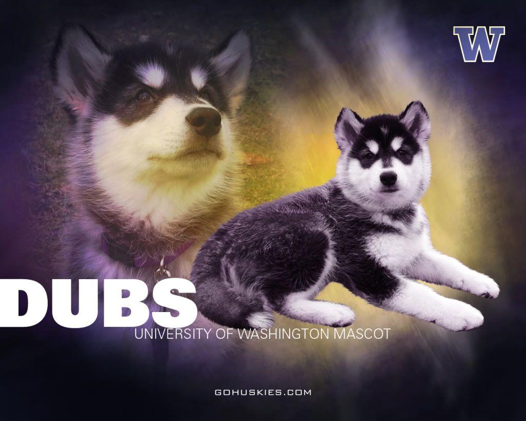 1024x819 University Of Washington Desktop Wallpaper Uw Husky