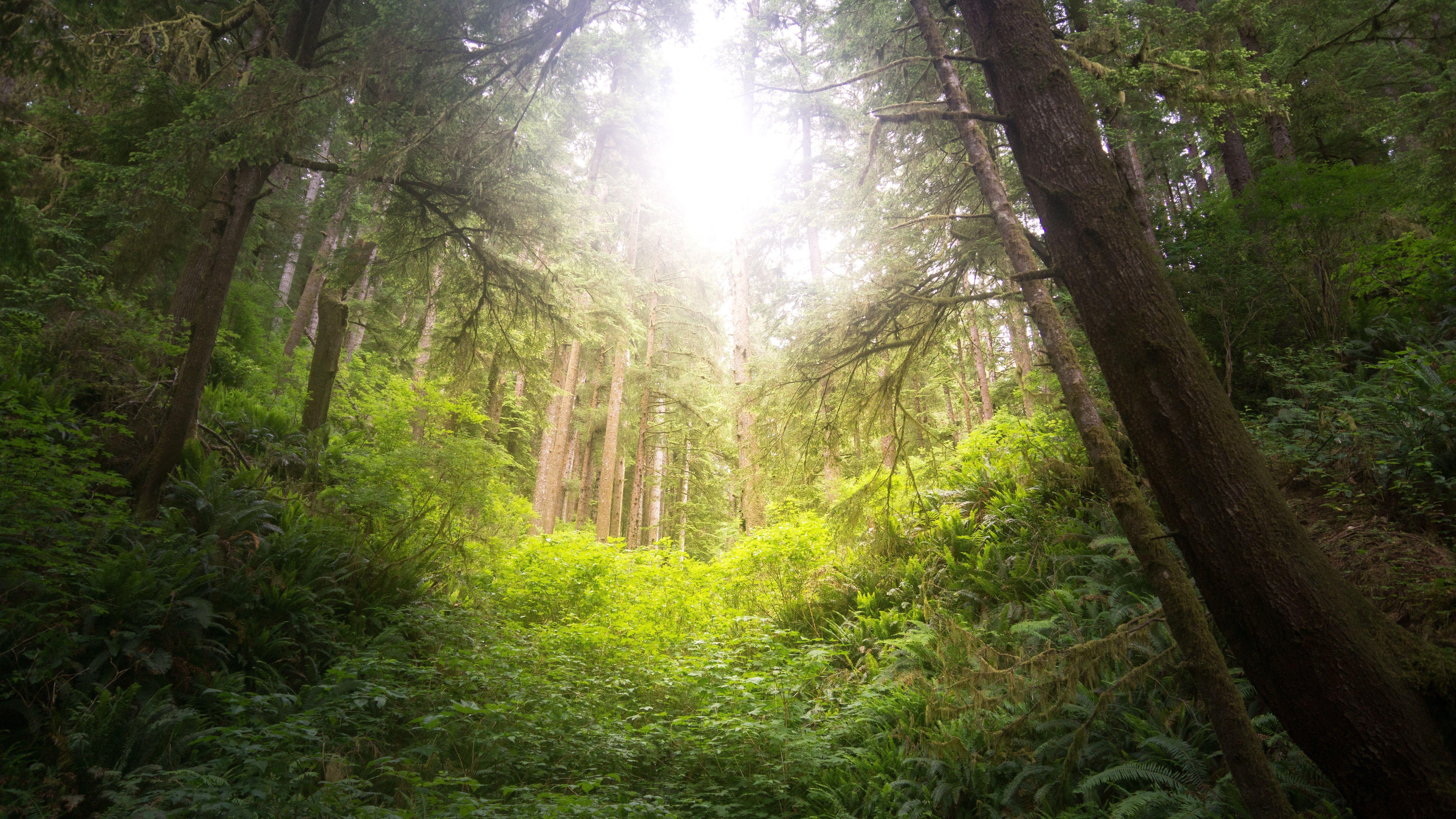 6000x3376 Free of forest, oregon, pacific northwest