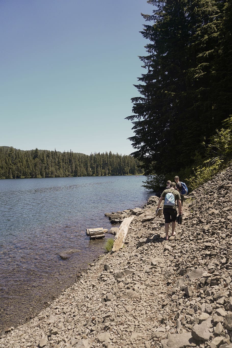 910x1365 HD wallpaper: lost lake, united states, forest, oregon, explore, pnw, pacific northwest