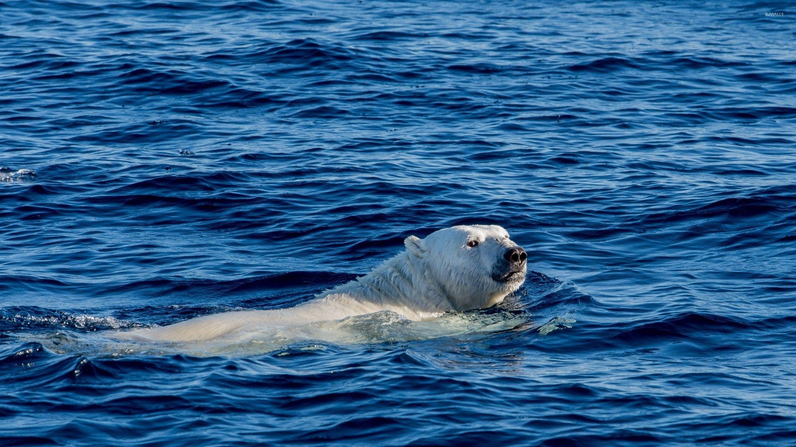 2560x1440 Polar bear swimming wallpaper wallpaper