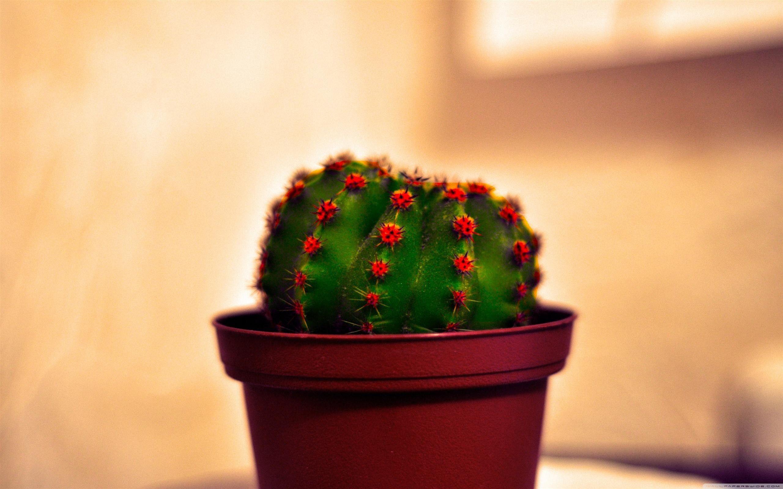 2560x1600 Cactus Full HD Wallpaper and Background Imagex1600