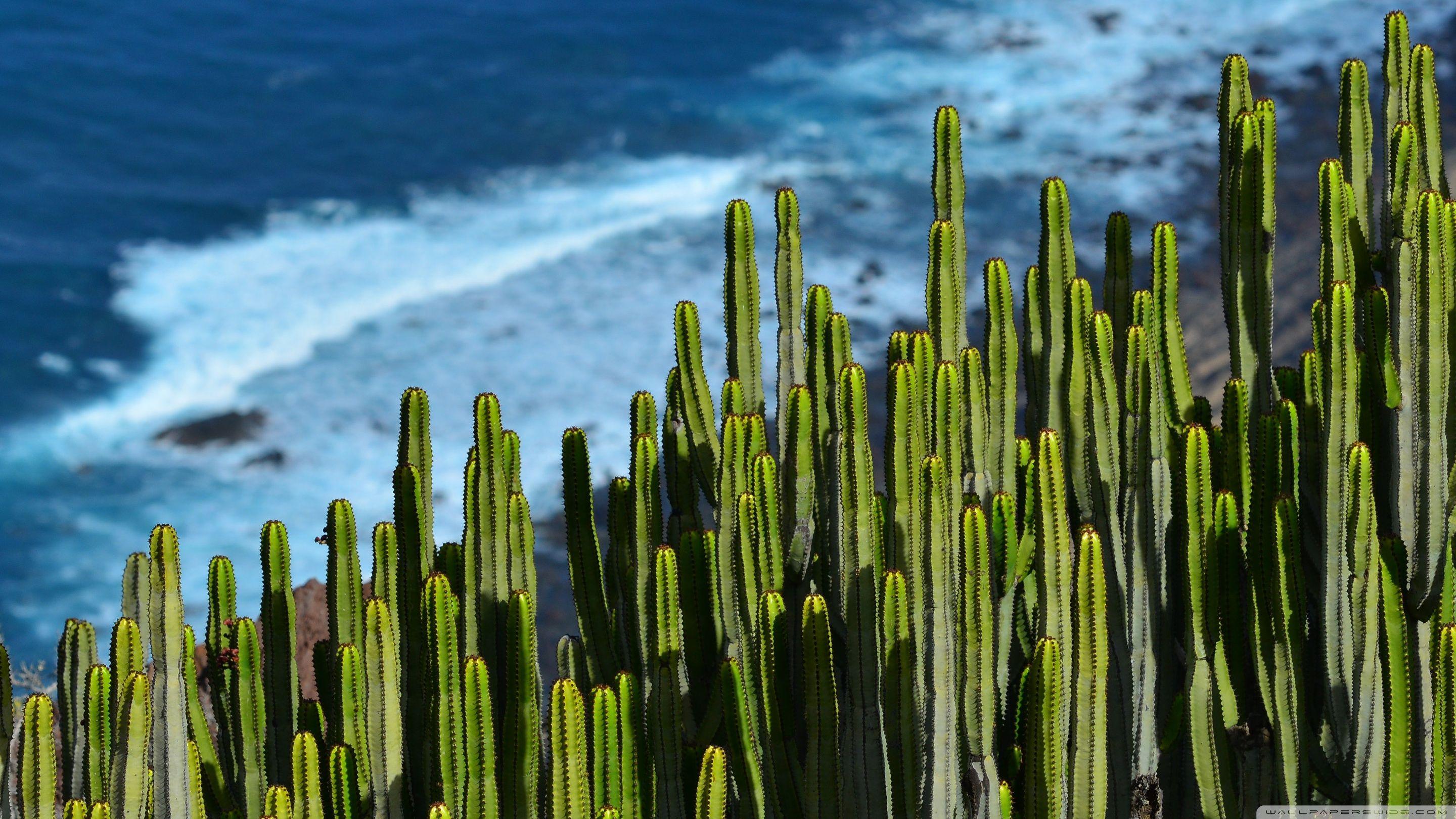 Cactus Wallpapers Top Free Cactus Backgrounds WallpaperAccess