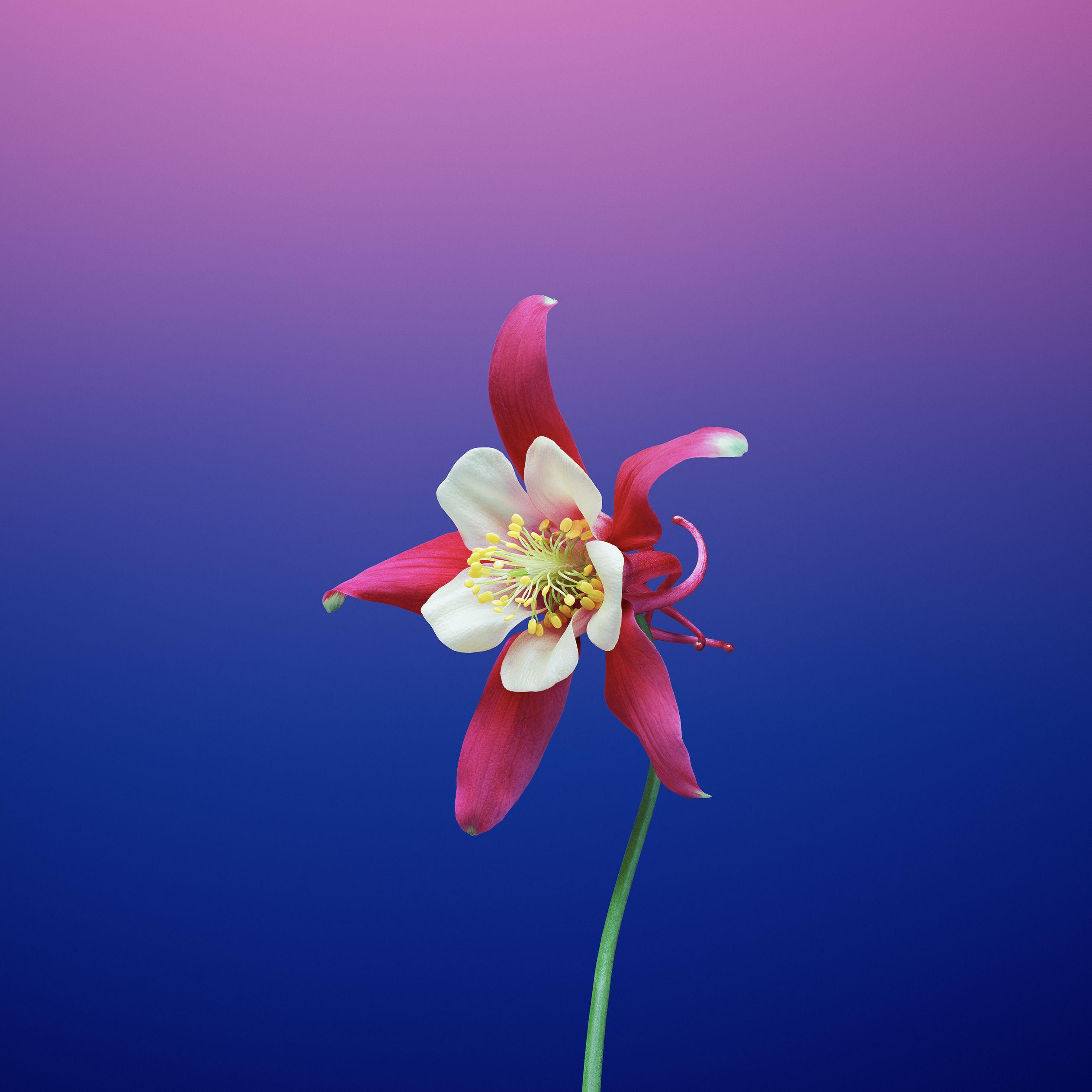 Ipad Wallpaper 4K Flower Kremi Png