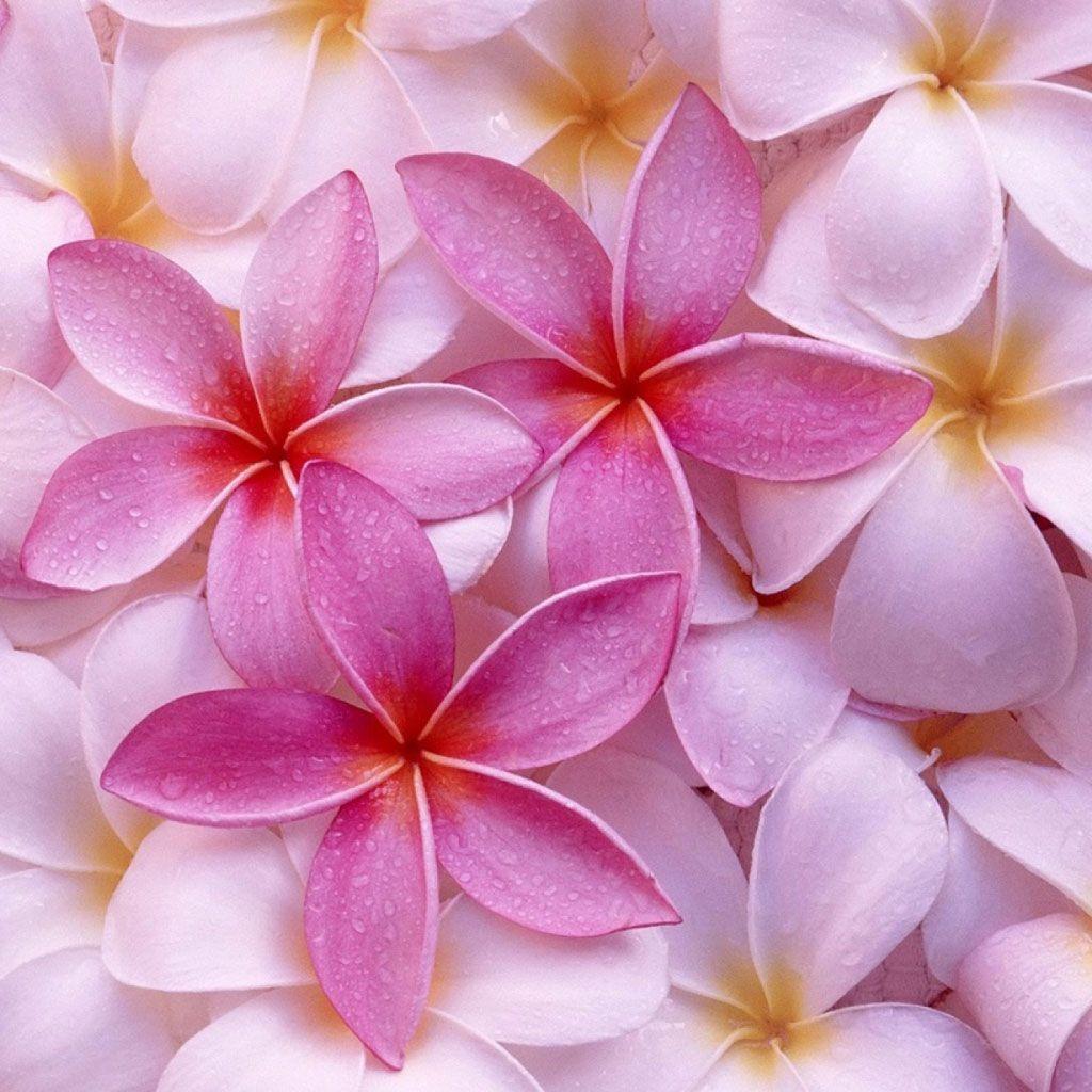 Flower iPad Wallpapers - Top Free Flower iPad Backgrounds - WallpaperAccess