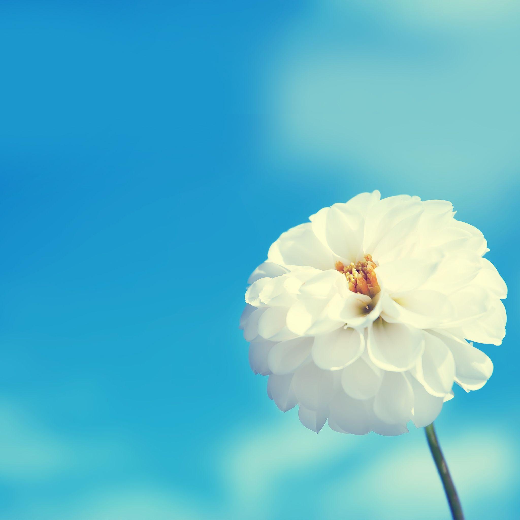 2048x2048 White Flower iPad Air Wallpaper Free Download