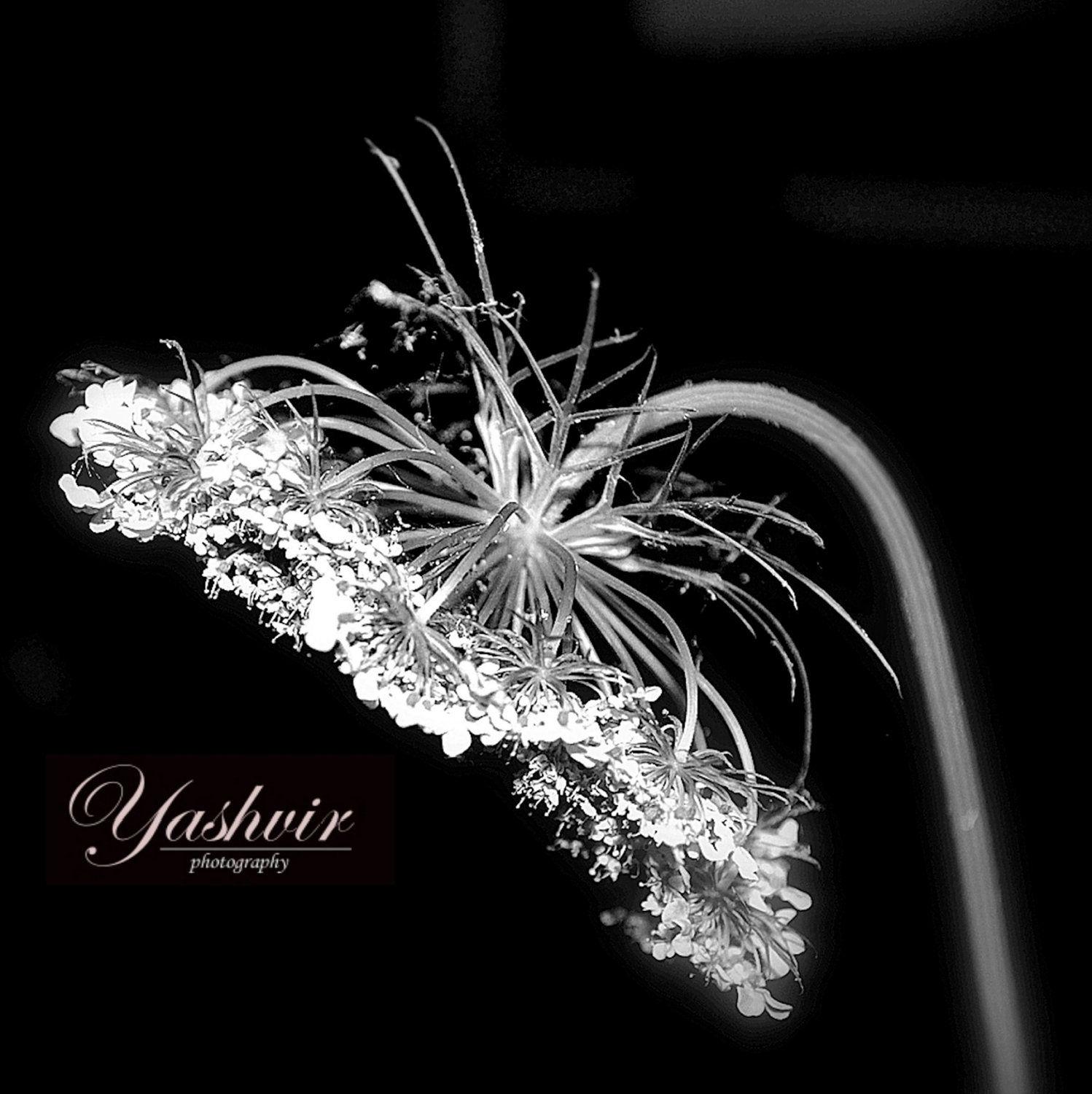1498x1500 Abstract Art Black And White HD Wallpaper Background Wallpaper
