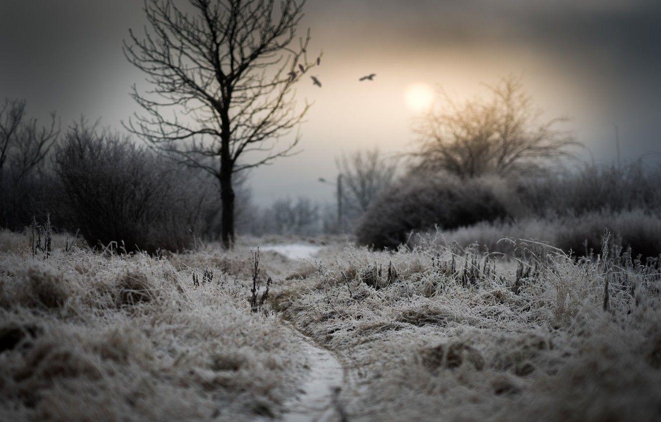 1332x850 Wallpaper frost, grass, tree, Wasteland image for desktop