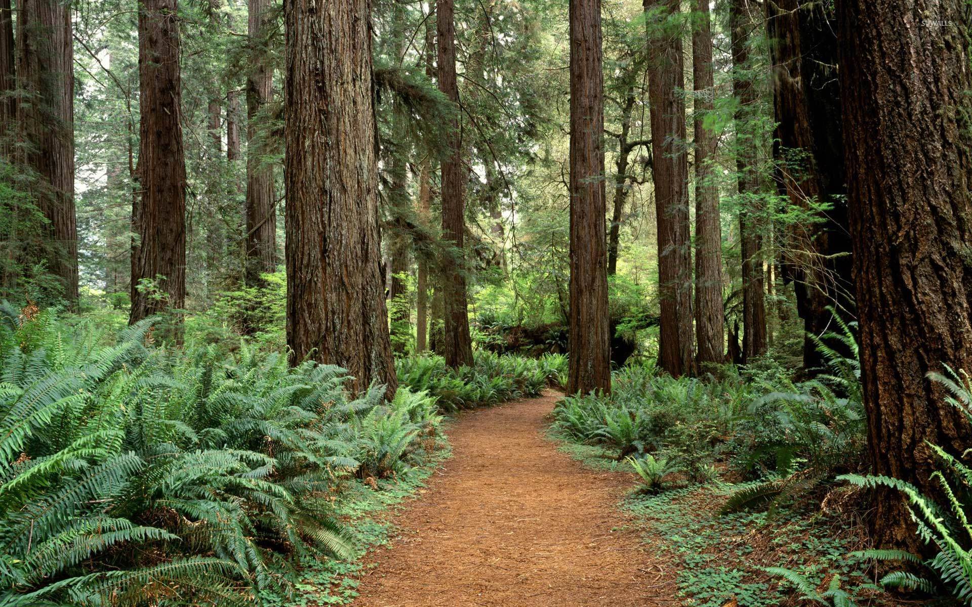 1920x1200 Olympic National Park Wallpaper
