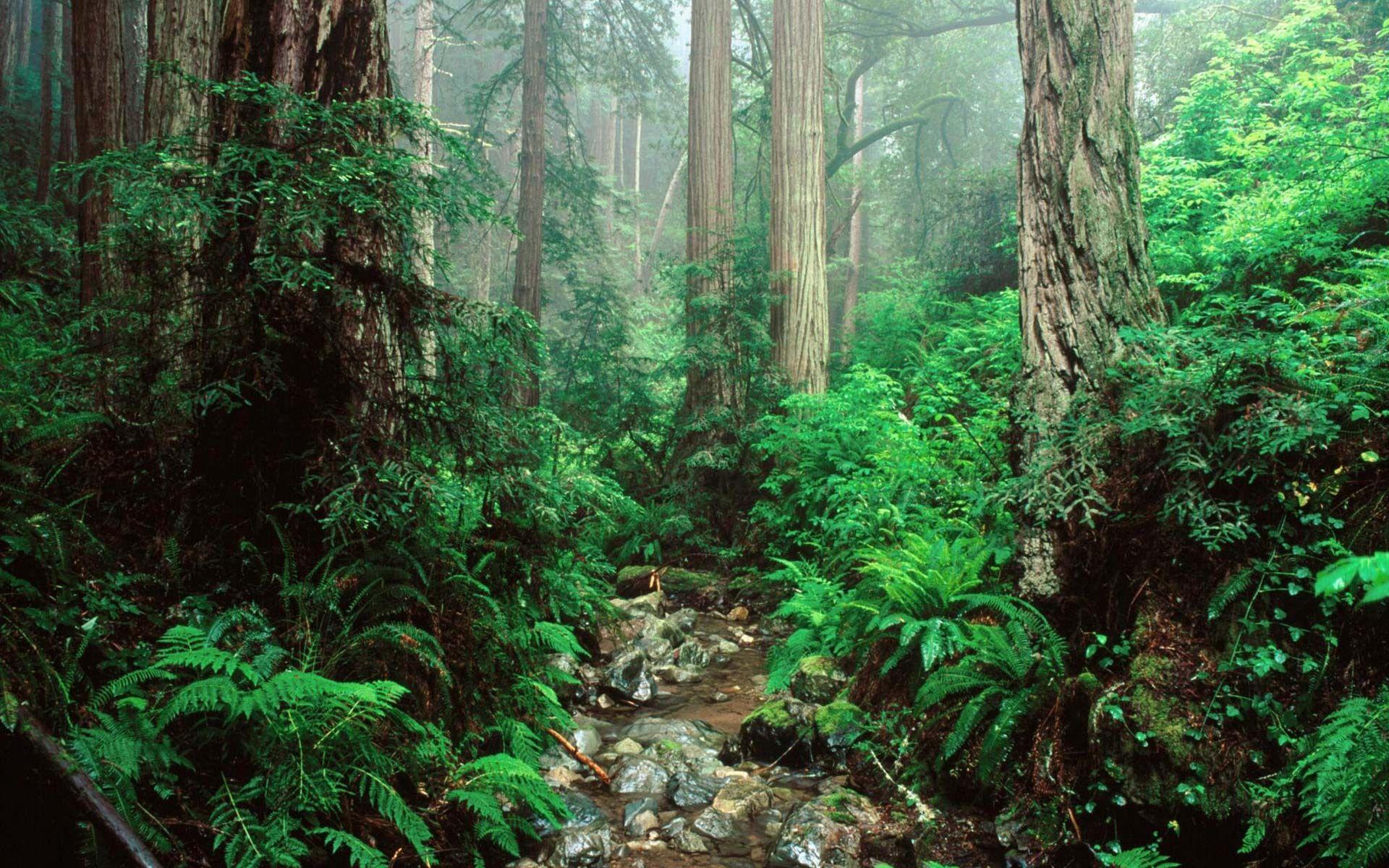 olympic-national-park-wallpapers-top-free-olympic-national-park