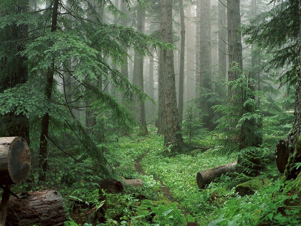 1024x768 Through the Mist to Royal Basin, Olympic National Park < Nature