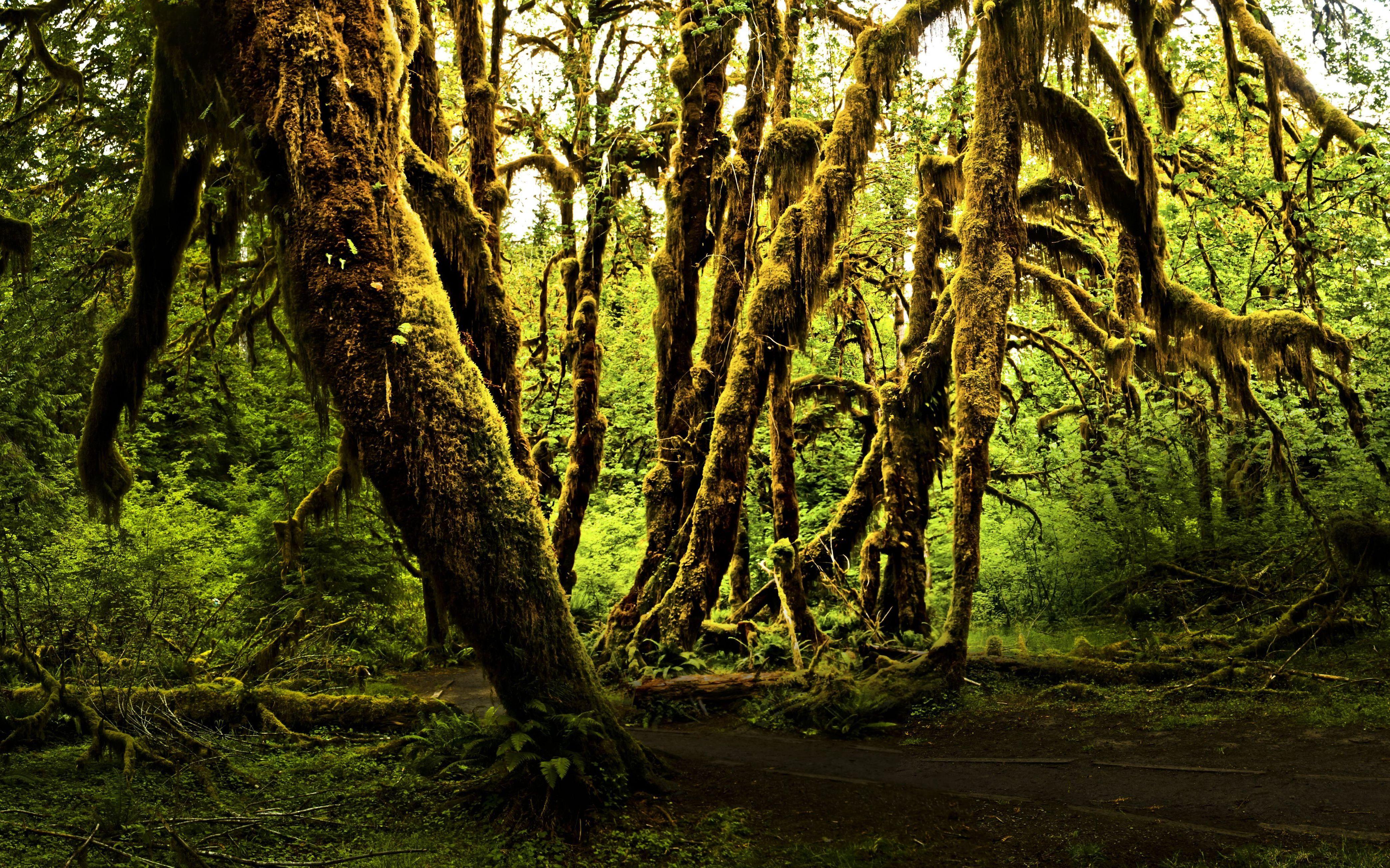 4174x2606 Free download Picture Olympic National Park Nature Parks 4174x2606