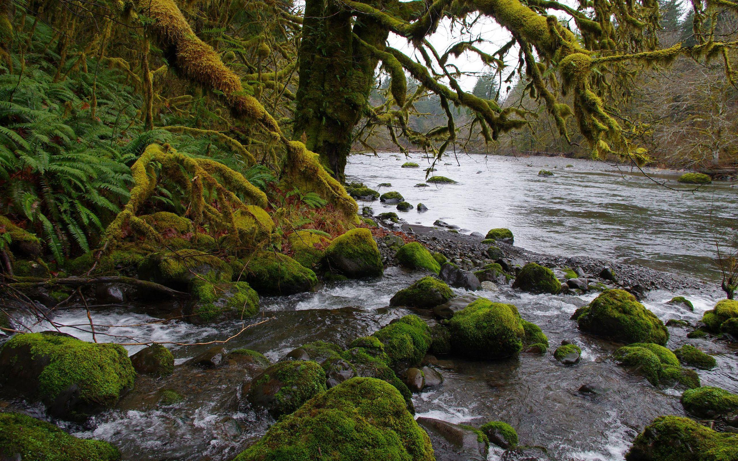 2560x1600 Sol Duc River In Washington Usa Flowing West To Northwest Of