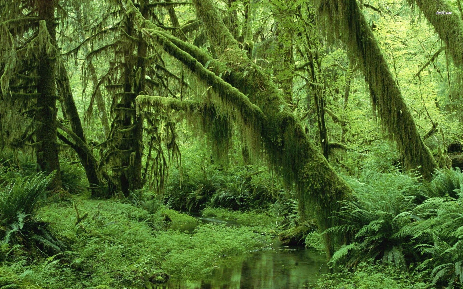 1920x1200 Olympic National Park wallpaper wallpaper