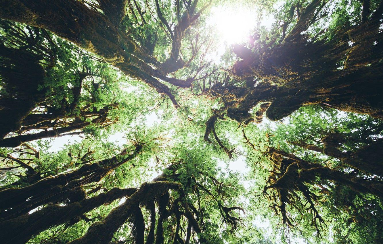 1332x850 Wallpaper forest, trees, nature, Olympic National Park, Hoh Rain