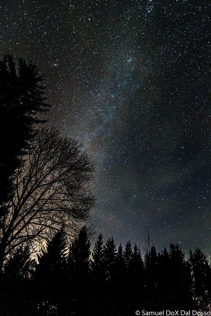 728x1092 HD wallpaper: galaxy, stars, astronomy, tree, space, star, sky, night