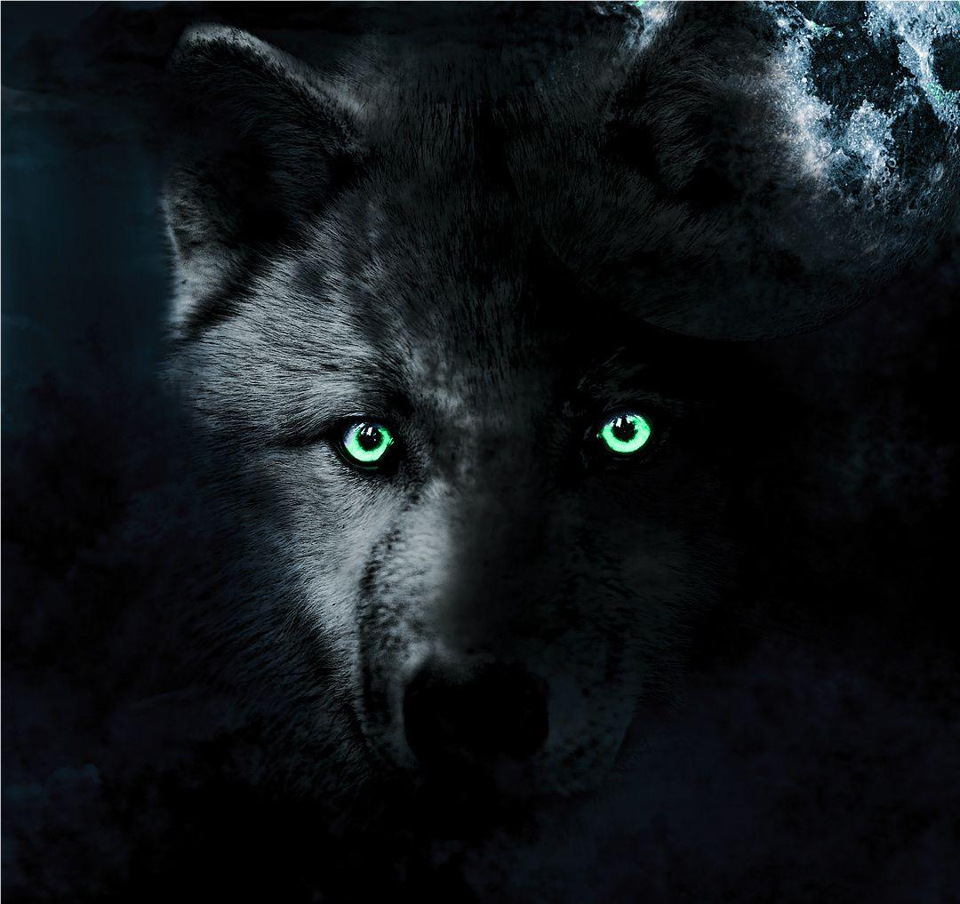1080x1017 Wolf Eyes Hình nền, Hình ảnh