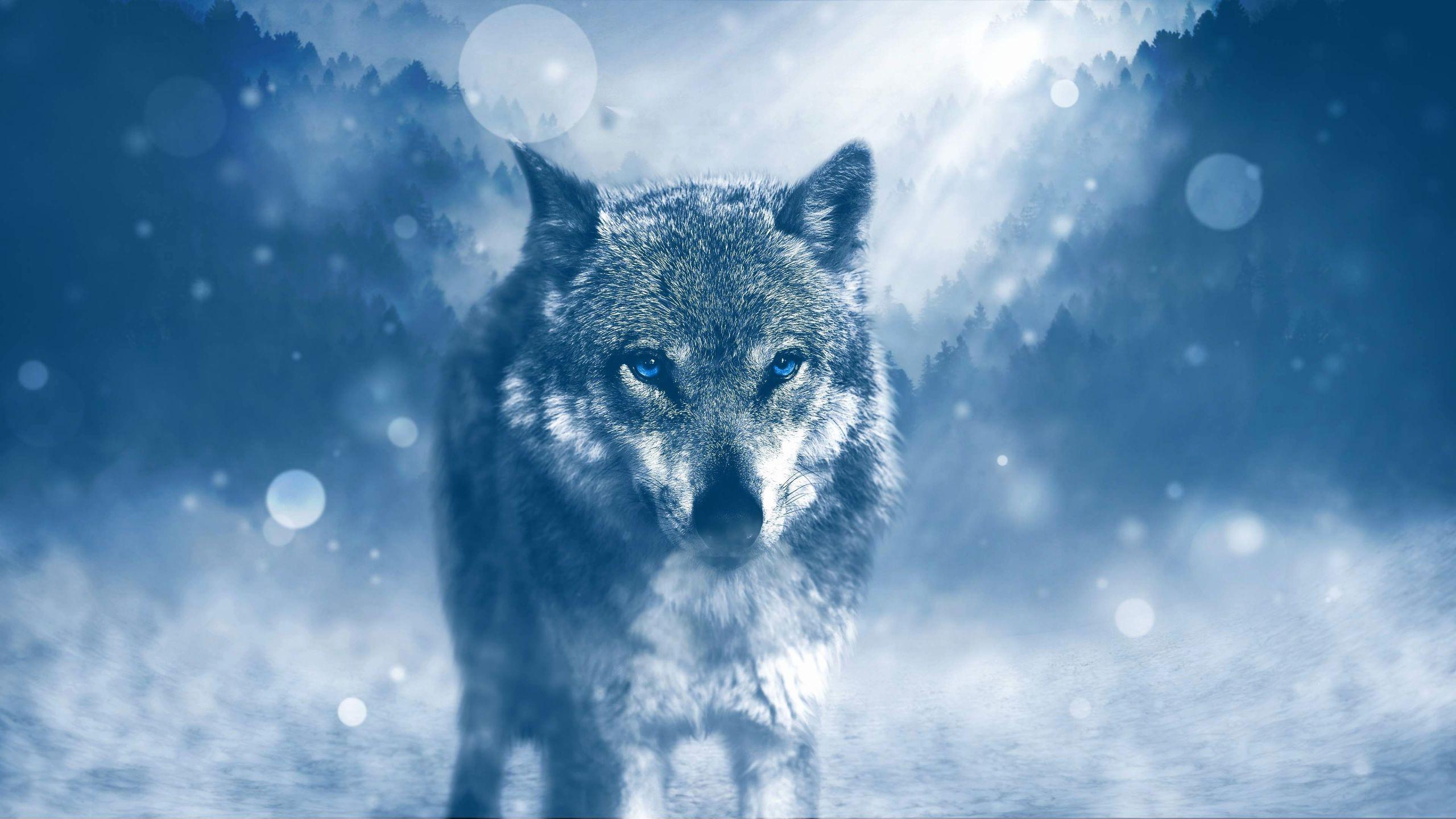 Hình nền chó sói 2560x1440 Hình nền 4k Hình nền đôi mắt sói xanh đáng yêu Hình nền HD