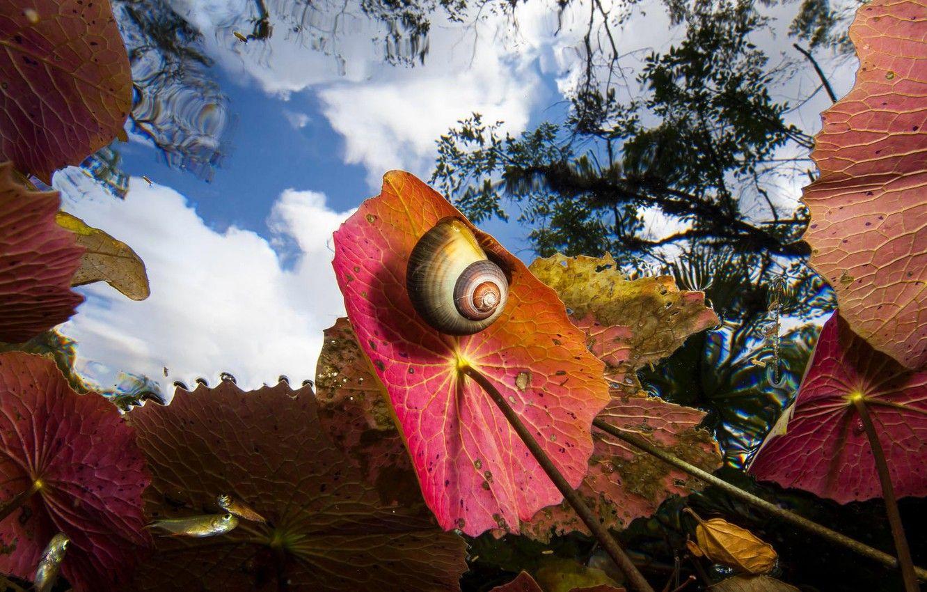 1332x850 Wallpaper leaves, snail, sink, Mexico, DOS Hoyos, the view