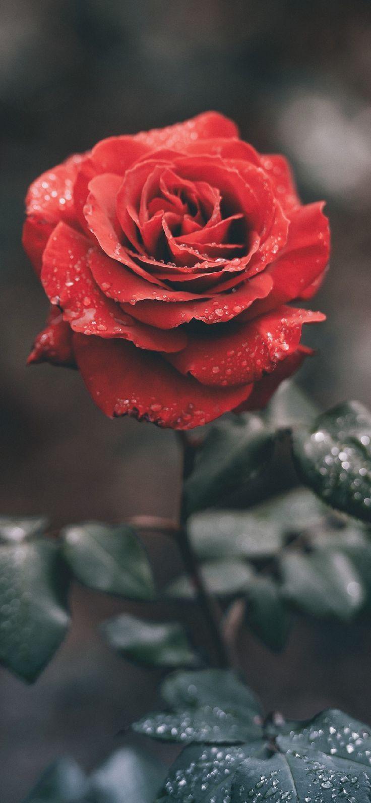 Rose Phone Wallpapers - Top Free Rose Phone Backgrounds - WallpaperAccess