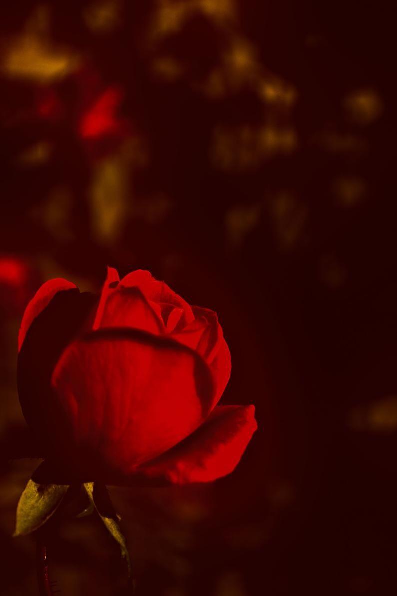 794x1191 Cell Phone Wallpaper Hollywood Rose