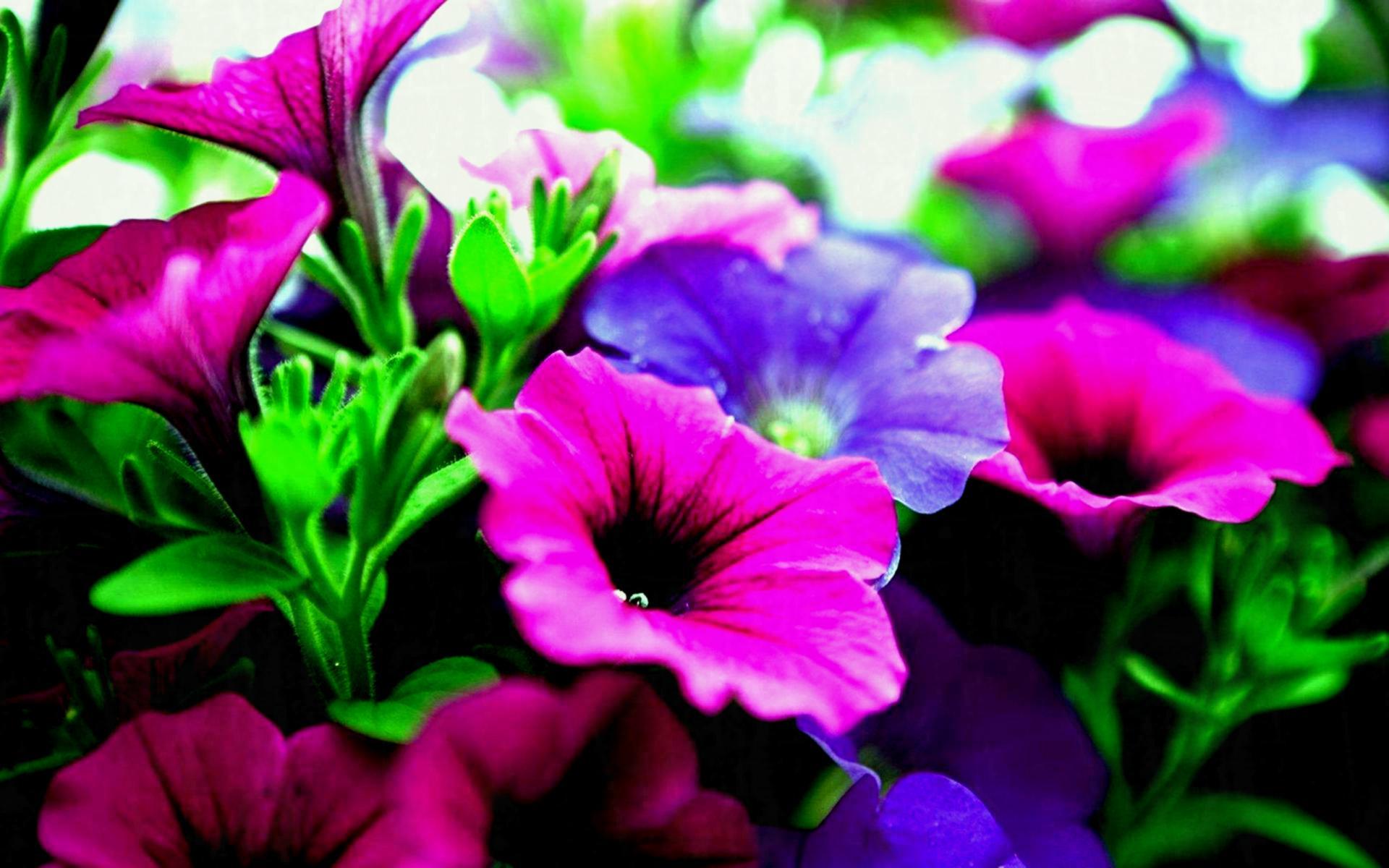 Violet Flower Wallpapers - Top Free Violet Flower Backgrounds - WallpaperAccess