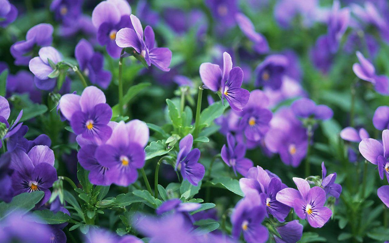 1280x800 Free download violet HD Wallpaper 9 Flower Wallpaper download