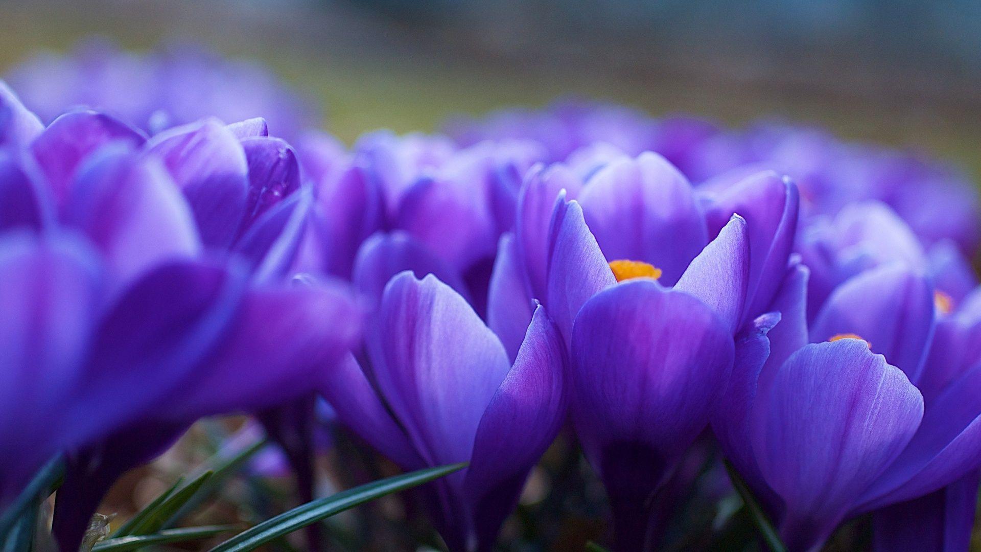 Violet Flower Wallpapers - Top Free Violet Flower Backgrounds