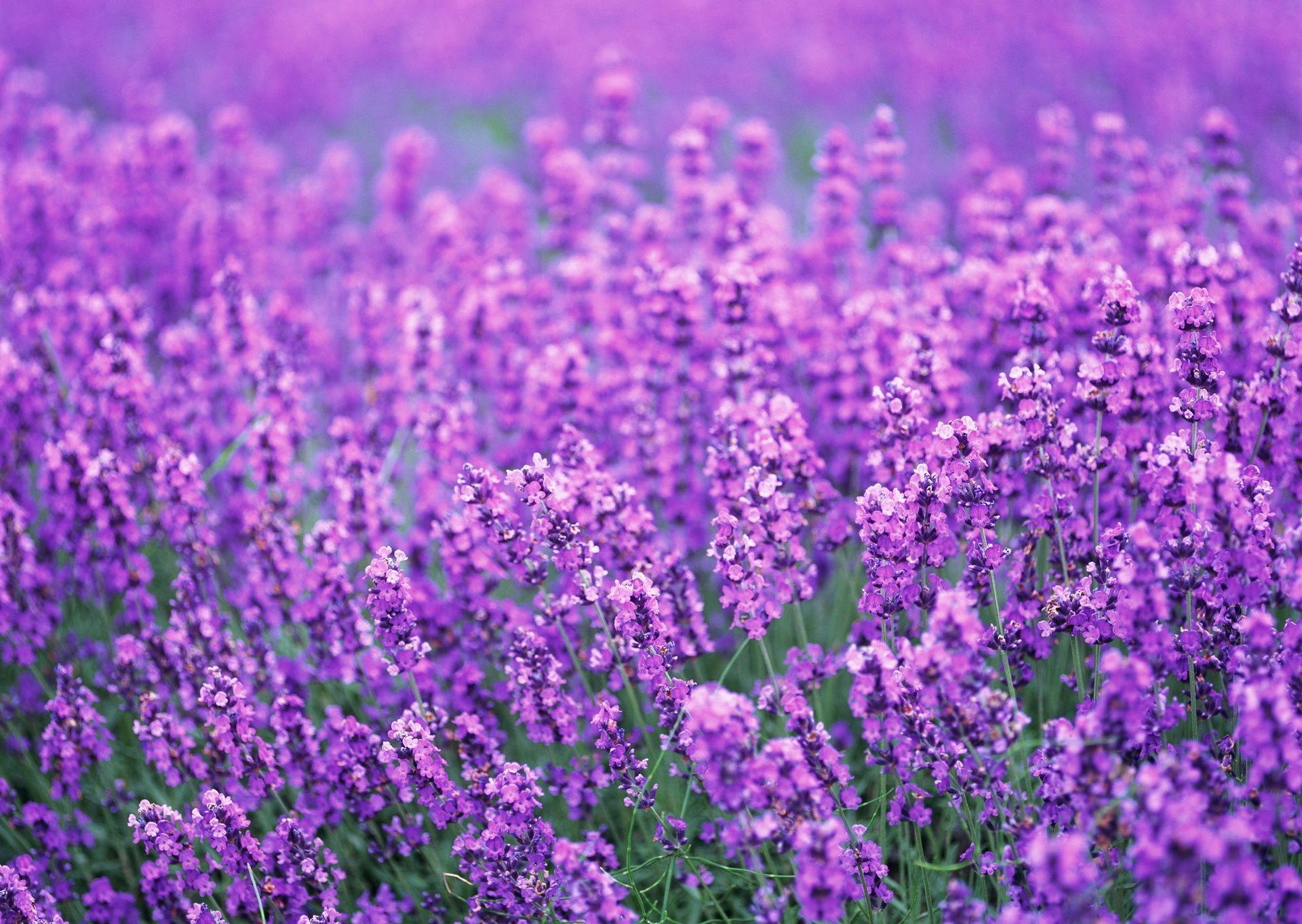 1920x1363 Purple Flower Wallpaper HD