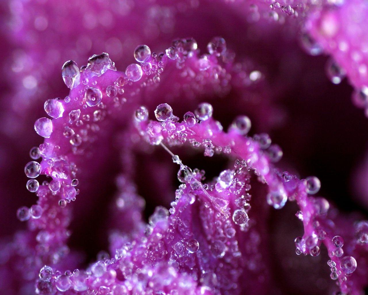 1280x1024 Violet Flower, High Definition, High Quality, Widescreen